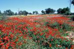 Titoieta Ràdio. (arxiu fotogràfic). Imatges d´Algaida 2001. Fotos de Jerònia Pou i Catia Perelló.