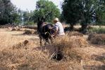 Titoieta Ràdio. (Arxiu fotogràfic). Imatges d´Algaida 2001. Fotos de Jerònia Pou i Catia Perelló.