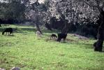 Titoieta Ràdio. (Arxiu fotogràfic). Imatges d´Algaida 2001. Fotos de Jerònia Pou i Catia Perelló.